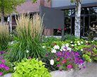 MultiFamily Landscape Maintenance